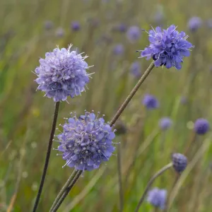 Devil s-bit scabious (Succisa pratensis) late summer, Norfolk, England, UK, August