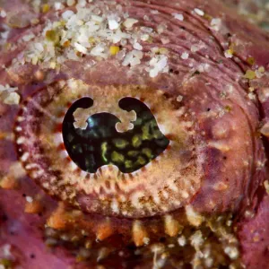 Devil Scorpionfish Eye Close-up Print Devil Scorpionfish Eye Close-up Print