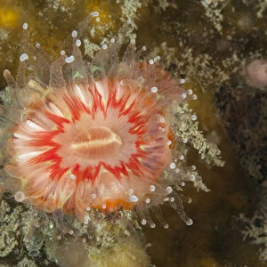 Devonshire cup coral (Caryophyllia smithii) L Etac, Sark, British Channel Islands
