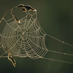 Dew on cobweb, Berwickshire, Scotland, UK, September