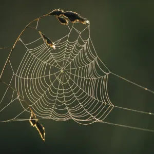 Dew on cobweb, Berwickshire, Scotland, UK, September Dew on cobweb, Berwickshire, Scotland, UK, September