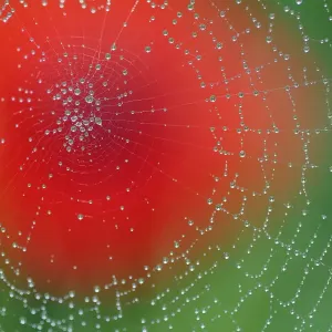 Dew on spiderweb with Common poppy (Papaver rhoeas) in the background, Sierra de Dew on spiderweb with Common poppy (Papaver rhoeas) in the background, Sierra de
