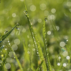 Dewdrop on grass with bokeh affect, Monmouthshire, Wales, UK, September