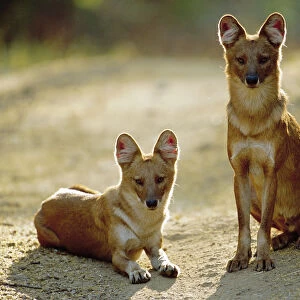 Dhole / Indian wild dog {Cuon alpinus} Kanha NP, India
