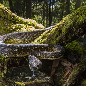 Diamond Python (Morelia spilota spilota) a subspecies of the more common Carpet python