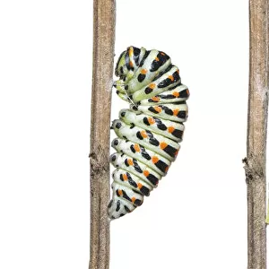 Digital composite of Swallowtail butterfly (Papilio machaon) caterpillar, pupa, chrysalis and emerging adult