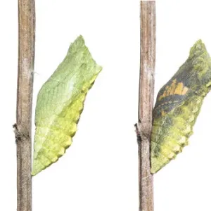 Composizione digitale di bruco (Papilio machaon), crisalide, pupa e adulto emergente della farfalla Swallowtail. Composizione digitale di bruco (Papilio machaon), crisalide, pupa e adulto emergente della farfalla Swallowtail.