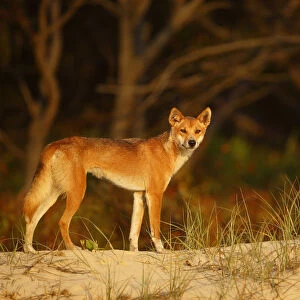 Dingo (Canis lupus dingo) on the beach at night, Fraser Island UNESCO World Heritage Site