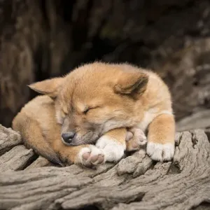 Dingo Puppy Print, Toolern Vale, Art Prints, Posters