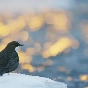 Dipper (Cinclus cinclus) with bokeh at sunrise, Kuusamo, Finland, December Dipper (Cinclus cinclus) with bokeh at sunrise, Kuusamo, Finland, December