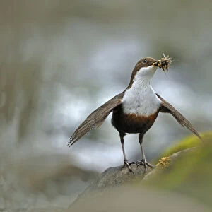 Dipper (Cinclus cinclus) with food for young, Brecon Beacons NP, Wales, UK, May