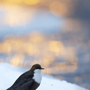 Dipper (Cinclus cinclus) perched on snowy riverbank with sunrise light, Kuusamo, Finland