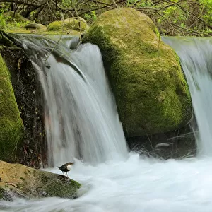 Dipper (Cinclus cinclus) in river habitat, with waterfalls