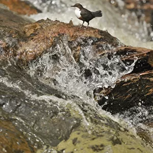 Dipper (Cinclus cinclus) on rock in stream. Perthshire, Scotland, May