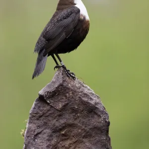 Dipper Print: Male Bird Singing from Rock in Derbyshire Dipper Print: Male Bird Singing from Rock in Derbyshire