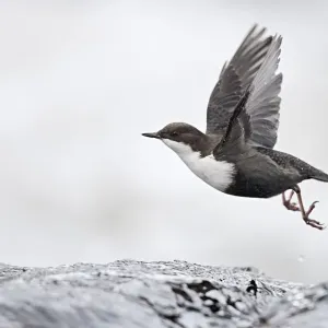 Dipper Print: Kuusamo Water Takeoff Dipper Print: Kuusamo Water Takeoff