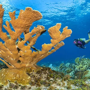 Diver approaches a large colony of Elkhorn coral (Acropora palmata