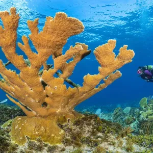 Print of a diver near Elkhorn coral in shallow water Print of a diver near Elkhorn coral in shallow water