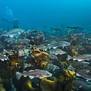 Diver swimming with an aggregation of Cod (Gadus morhua) over a kelp forest