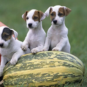 Dog, Jack Russell Terrier, three puppies with pumpkin