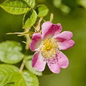 Dog rose {Rosa canina} flowering in healthy hedgerow, Denmark Farm, Lampeter, Wales, UK