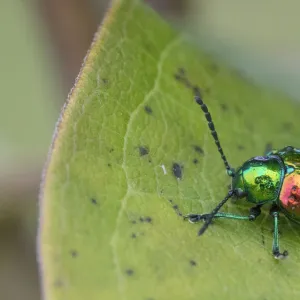 Dogbane beetle (Chrysochus auratus) on dogbane, Crossways Preserve, Philadelphia