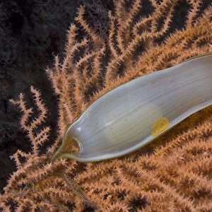 Dogfish egg case / Mermaids purse (Scyliorhinus sp) on fan coral, Channel Isles
