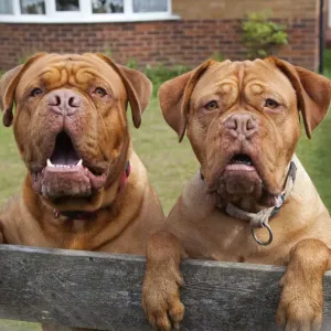 Two Dogue de Bordeaux dogs looking over garden fence Print Two Dogue de Bordeaux dogs looking over garden fence Print