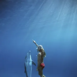 Dolphin trainer interacting with Bottlenose Dolphin (Tursiops truncatus), Dolphin Reef