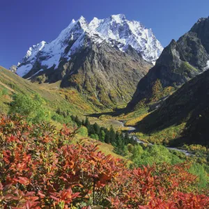 Dombai-Ulgen peak with Rhododendron luteum plant, Teberdinskii reserve, NW Caucasus