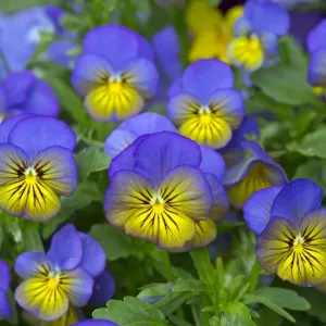 Heimische Rasse der Knopfblume (Viola cornuta), England, Vereinigtes Königreich Heimische Rasse der Knopfblume (Viola cornuta), England, Vereinigtes Königreich