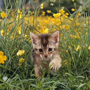 Domestic Cat {Felis catus} 6-week, Abyssinian kitten walking in grass with Buttercups