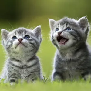 Domestic cat kittens print, 3 weeks old in a French garden Domestic cat kittens print, 3 weeks old in a French garden