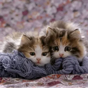 Domestic Cat Kittens Print - Tortoiseshell-and-white 8-week-old sisters Domestic Cat Kittens Print - Tortoiseshell-and-white 8-week-old sisters