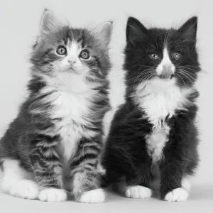 Heimischer Katze Norweger Waldkatze/Skogskatte/ Schaukatte/Weggie zwei langehaarige Kätzchen Tabatt mit linken und schwarz-weißem rechtem Kopf sitzend in Portraitstellung Heimischer Katze Norweger Waldkatze/Skogskatte/ Schaukatte/Weggie zwei langehaarige Kätzchen Tabatt mit linken und schwarz-weißem rechtem Kopf sitzend in Portraitstellung