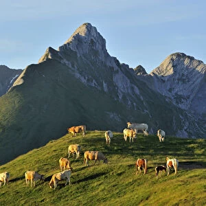 Domestic cows (Bos taurus) and free roaming horses grazing in the Pyrenees-Atlantiques