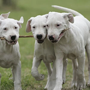 Domestic dog, Dogo Argentino, three puppies playing with stick, France
