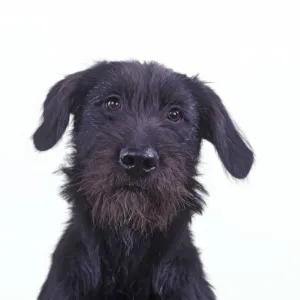 Domestic dog, Mongrel, studio portrait