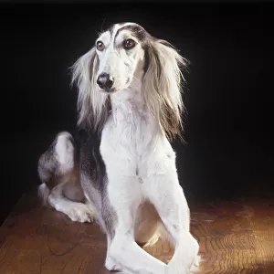 Domestic dog, Saluki / Arabian Hound / Gazelle Hound / Persian Greyhound, studio portrait