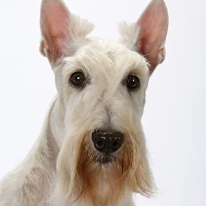 Domestic dog, Scottish Terrier / Aberdeen Terrier, studio portrait