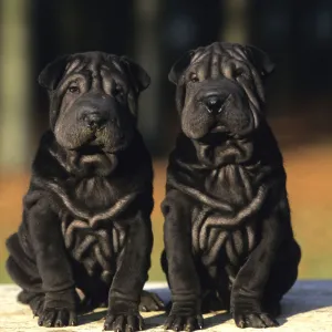 Domestic dog, Shar Pei / Chinese fighting dog, two black puppies