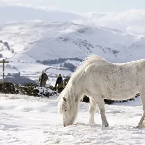 Domestic horse, grey Welsh Pony (Equus caballus) and walkers in snow on Offas Dyke Path
