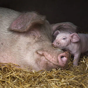 Domestic pig, hybrid large white sow and piglet in sty, UK, September 2010
