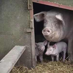 Domestic pig, hybrid large white sow and piglets in sty, UK, September 2010