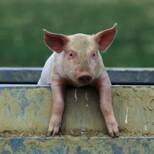 Domestic Pig Crossbreed Print Domestic Pig Crossbreed Print