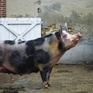 Domestic Pig Print - Pietrain in French Farmyard Domestic Pig Print - Pietrain in French Farmyard
