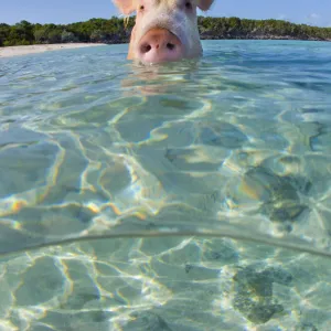 A domestic pig (Sus scrofa domestica) swimming in the sea. Exuma Cays, Bahamas