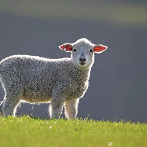 Domestic sheep lamb, probably Romney x Perendale. Backlit. Cape Kidnappers, Hawkes Bay, New Zealand, September