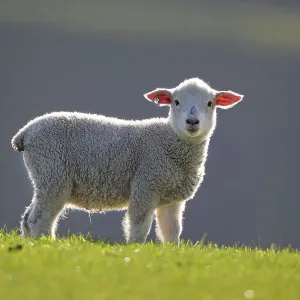 Domestic sheep lamb, probably Romney x Perendale. Backlit. Cape Kidnappers, Hawkes Bay, New Zealand, September Domestic sheep lamb, probably Romney x Perendale. Backlit. Cape Kidnappers, Hawkes Bay, New Zealand, September
