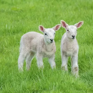 Domestic sheep lambs in pasture, Monmouthshire, Wales, UK, April Domestic sheep lambs in pasture, Monmouthshire, Wales, UK, April